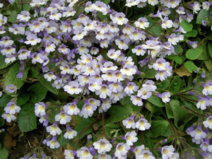 Haberlea rhodopensis (�������� ��������)